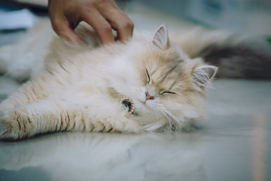 寵物火化費用解析：深入了解並合理規劃